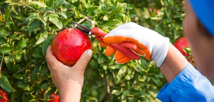 Сбор урожая гранатов в долине Агсу каждый год начинается 10 октября