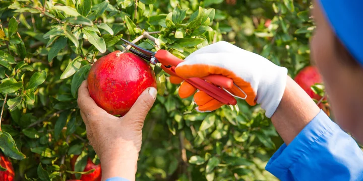 Сбор урожая гранатов в долине Агсу каждый год начинается 10 октября