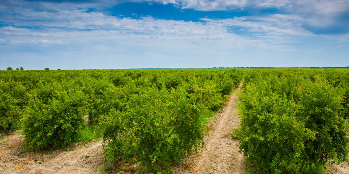 Великий соковый путь: почему гранатовый сок везут в Москву из Азербайджана