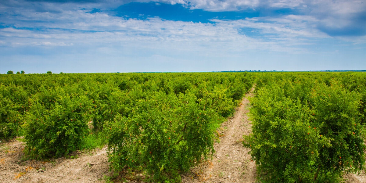 Великий соковый путь: почему гранатовый сок везут в&nbsp;Москву из&nbsp;Азербайджана