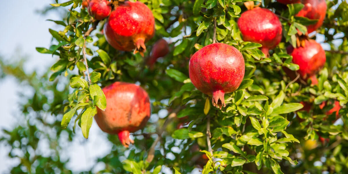 Великий соковый путь: почему гранатовый сок везут в Москву из Азербайджана