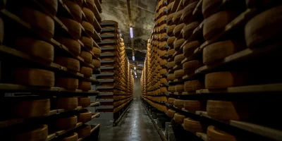 Как отличить настоящий швейцарский сыр от его копии