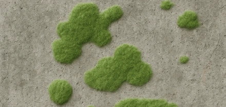 Почему появляется плесень в&nbsp;доме и&nbsp;чем грозит такое соседство