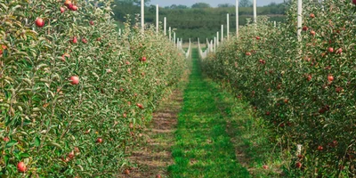Яблочный Шорли на берегу Дуная: репортаж из Сербии