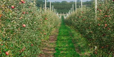 Яблочный Шорли на&nbsp;берегу Дуная: репортаж из&nbsp;Сербии