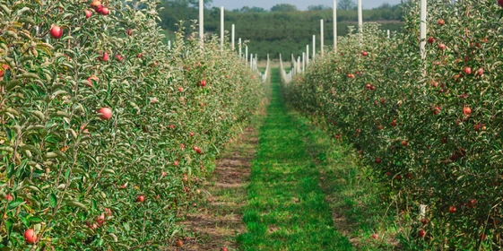 Яблочный Шорли на&nbsp;берегу Дуная: репортаж из&nbsp;Сербии