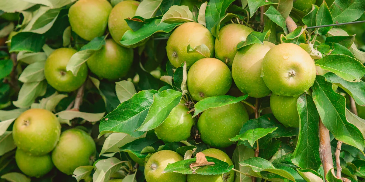 Яблочный Шорли на берегу Дуная: репортаж из Сербии