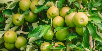 Яблочный Шорли на берегу Дуная: репортаж из Сербии