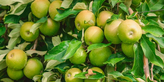 Яблочный Шорли на&nbsp;берегу Дуная: репортаж из&nbsp;Сербии