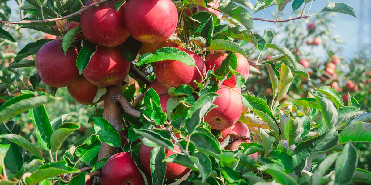 Яблочный Шорли на берегу Дуная: репортаж из Сербии