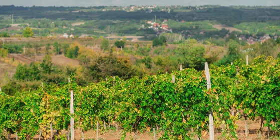 Яблочный Шорли на берегу Дуная: репортаж из Сербии