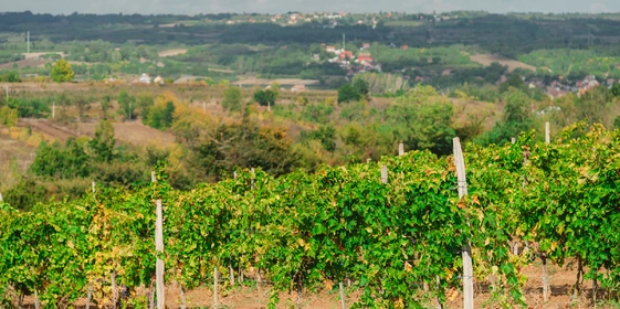 Яблочный Шорли на&nbsp;берегу Дуная: репортаж из&nbsp;Сербии