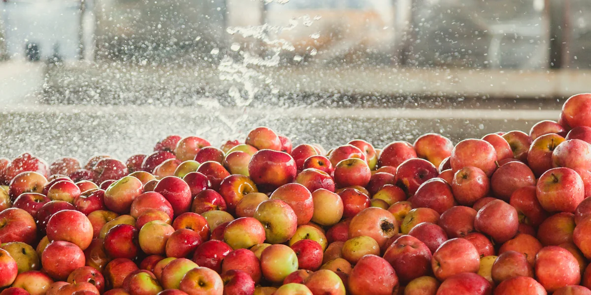 Яблочный Шорли на берегу Дуная: репортаж из Сербии