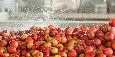 Яблочный Шорли на&nbsp;берегу Дуная: репортаж из&nbsp;Сербии