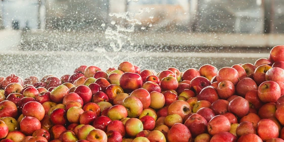 Яблочный Шорли на&nbsp;берегу Дуная: репортаж из&nbsp;Сербии