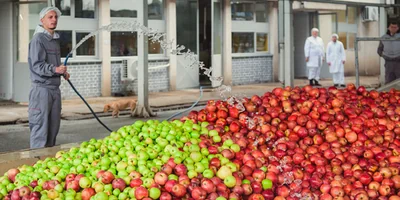Яблочный Шорли на берегу Дуная: репортаж из Сербии