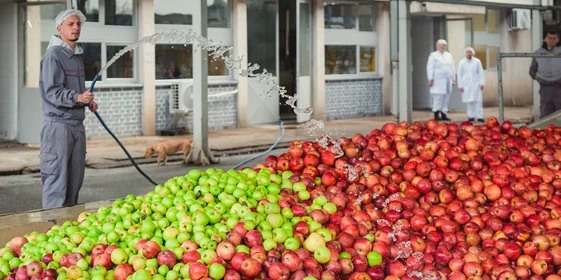 Яблочный Шорли на берегу Дуная: репортаж из Сербии