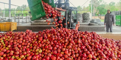 Яблочный Шорли на берегу Дуная: репортаж из Сербии