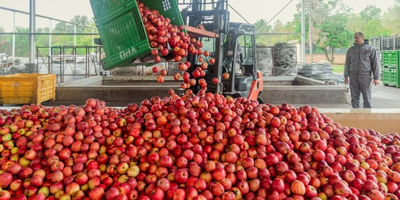 Яблочный Шорли на&nbsp;берегу Дуная: репортаж из&nbsp;Сербии