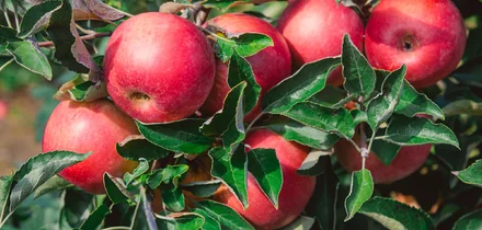 Яблочный Шорли на берегу Дуная: репортаж из Сербии