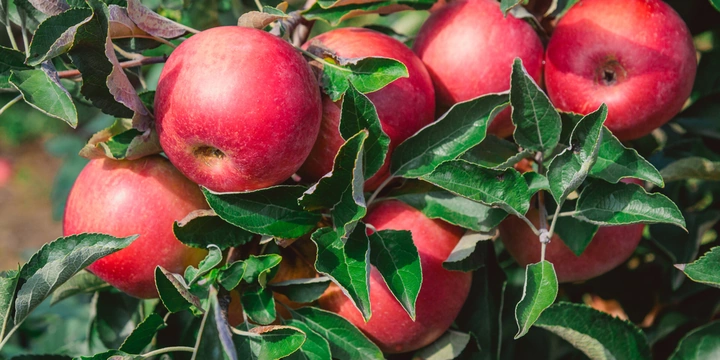 Яблочный Шорли на&nbsp;берегу Дуная: репортаж из&nbsp;Сербии