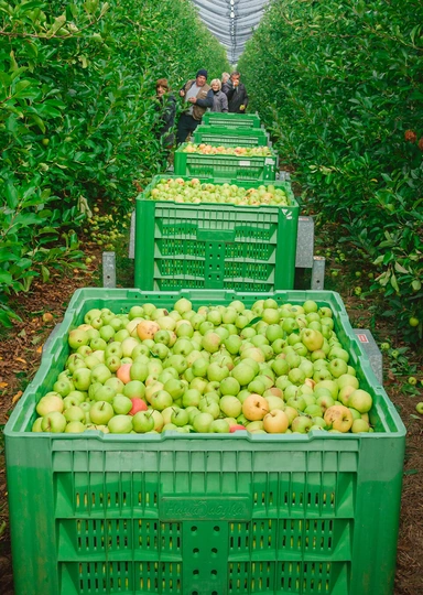 Яблочный Шорли на&nbsp;берегу Дуная: репортаж из&nbsp;Сербии