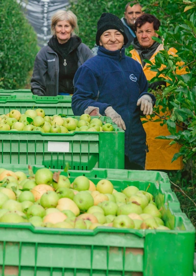 Яблочный Шорли на&nbsp;берегу Дуная: репортаж из&nbsp;Сербии