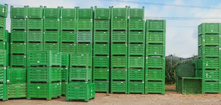 Яблочный Шорли на берегу Дуная: репортаж из Сербии