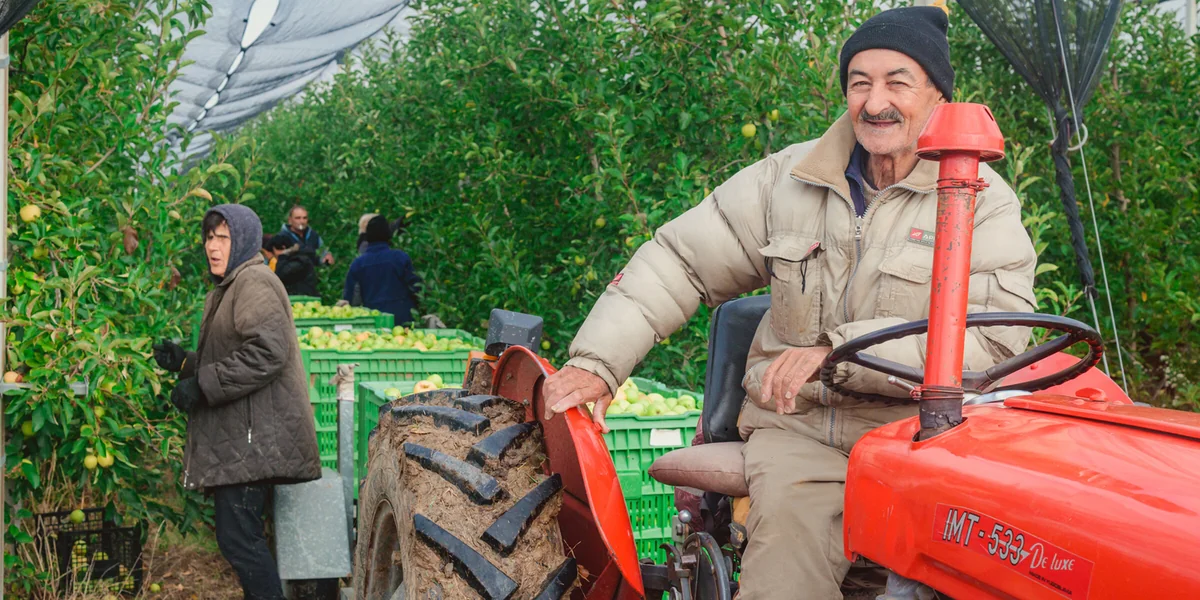 Яблочный Шорли на берегу Дуная: репортаж из Сербии