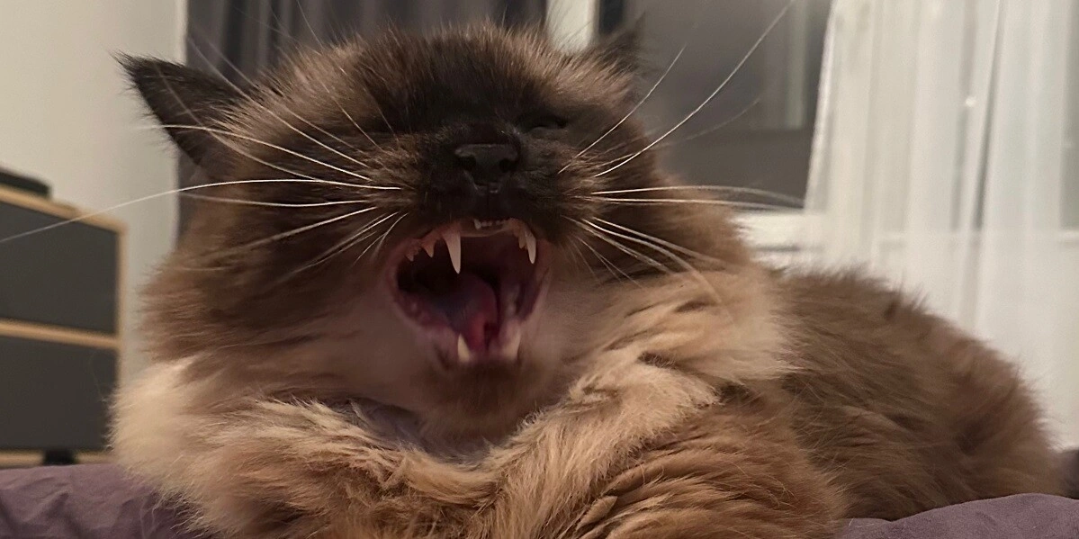 От корки до&nbsp;корки: делаем апельсиновые цукаты, конфеты, мармелад