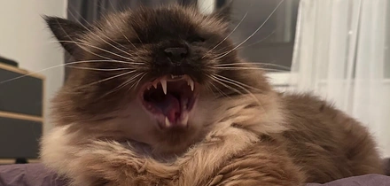 От корки до&nbsp;корки: делаем апельсиновые цукаты, конфеты, мармелад