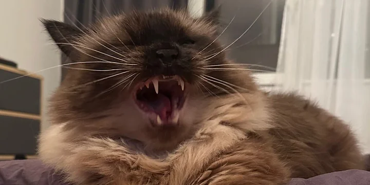 От корки до корки: делаем апельсиновые цукаты, конфеты, мармелад