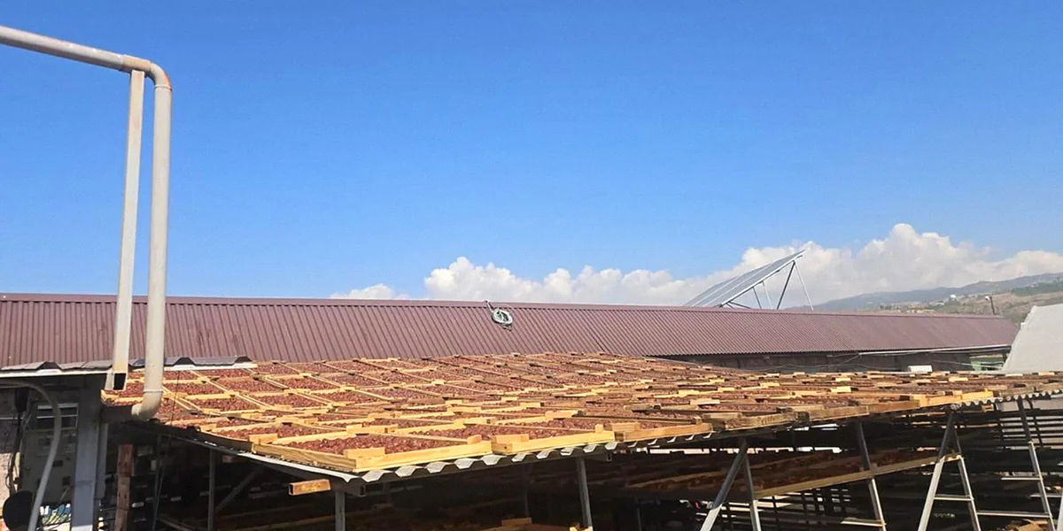 Старинная технология сушки: как на Кубани готовят фрукты для компотов