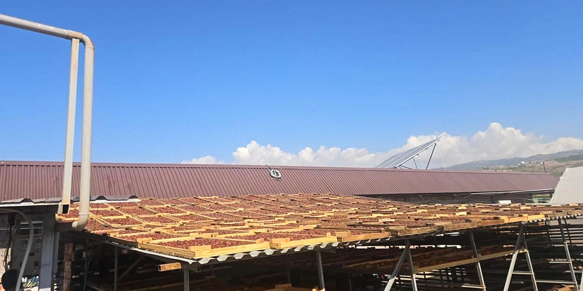 Старинная технология сушки: как на&nbsp;Кубани готовят фрукты для&nbsp;компотов