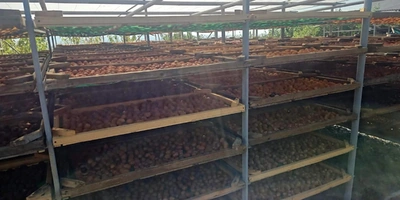 Старинная технология сушки: как на&nbsp;Кубани готовят фрукты для&nbsp;компотов