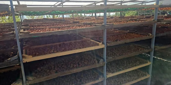 Старинная технология сушки: как на Кубани готовят фрукты для компотов