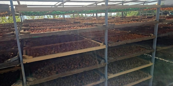 Старинная технология сушки: как на&nbsp;Кубани готовят фрукты для&nbsp;компотов