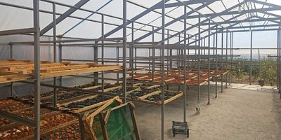 Старинная технология сушки: как на&nbsp;Кубани готовят фрукты для&nbsp;компотов