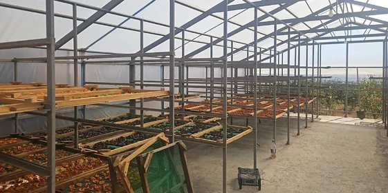 Старинная технология сушки: как на Кубани готовят фрукты для компотов