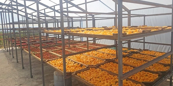 Старинная технология сушки: как на&nbsp;Кубани готовят фрукты для&nbsp;компотов