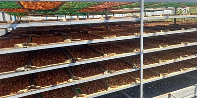 Старинная технология сушки: как на Кубани готовят фрукты для компотов