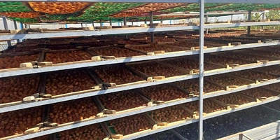 Старинная технология сушки: как на&nbsp;Кубани готовят фрукты для&nbsp;компотов