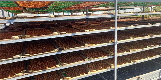 Старинная технология сушки: как на Кубани готовят фрукты для компотов