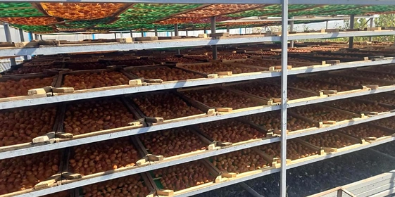 Старинная технология сушки: как на&nbsp;Кубани готовят фрукты для&nbsp;компотов