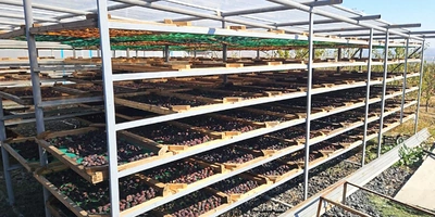 Старинная технология сушки: как на&nbsp;Кубани готовят фрукты для&nbsp;компотов