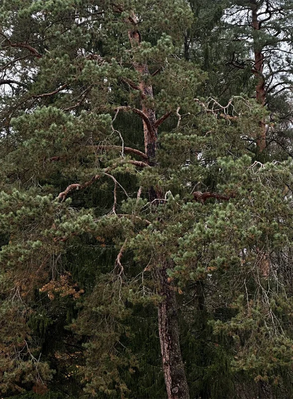 Цветаевский пирог, старинная печь Сан-Галли, Поленово и… 5 причин поехать в Тарусу