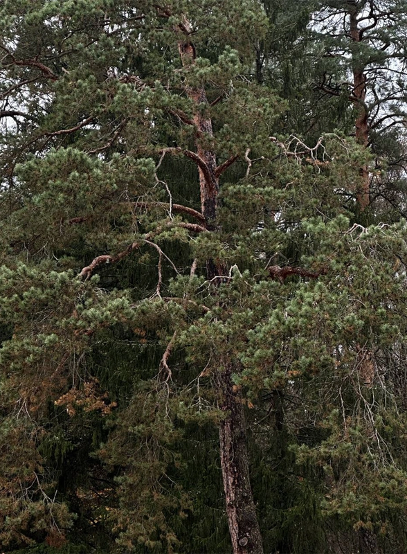 Цветаевский пирог, старинная печь Сан-Галли, Поленово и… 5 причин поехать в&nbsp;Тарусу