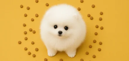 Мяу-мяу, гав-гав, какой состав: разбираемся в кормах для животных