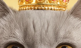 Мяу-мяу, гав-гав, какой состав: разбираемся в кормах для животных