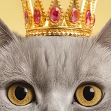 Мяу-мяу, гав-гав, какой состав: разбираемся в&nbsp;кормах для&nbsp;животных